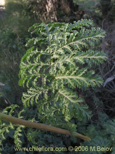 Image of Senecio sp. #1487 (). Click to enlarge parts of image.